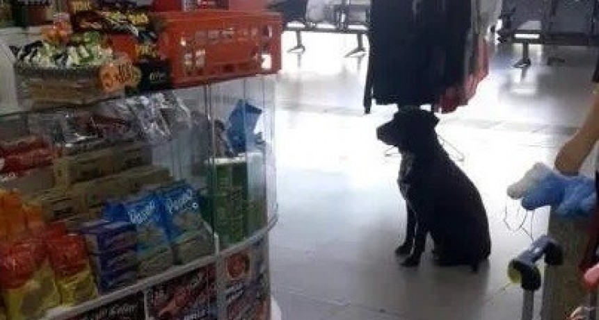 El imperdible video del perro que pide cajas en la Terminal de Rosario para armar su cucha