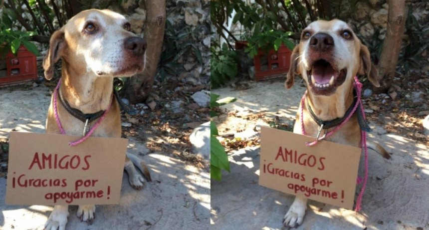 Deko, el perro con cáncer que vende postres en la calle para pagar sus quimioterapias