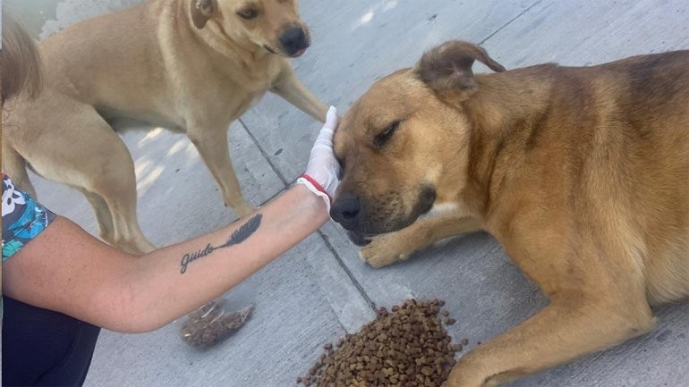 Neuquén: En la cuarentena, el Municipio alimenta a perros callejeros