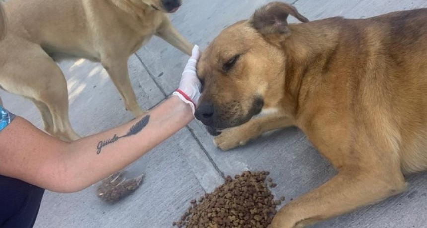 Neuquén: En la cuarentena, el Municipio alimenta a perros callejeros