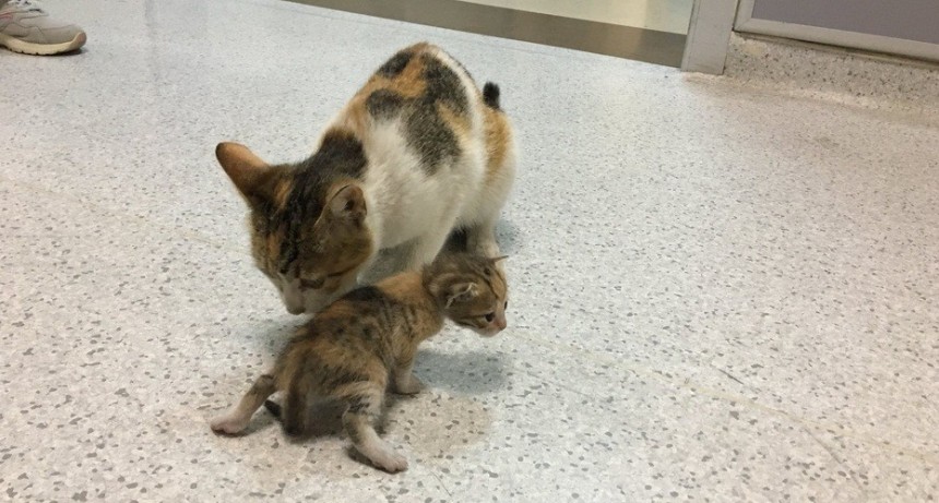  FOTOS: Una gata lleva a su cría enferma a un hospital en Turquía y los atienden 