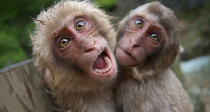 Un grupo de monos se posicionó en perfecto distanciamiento social y estallaron la redes