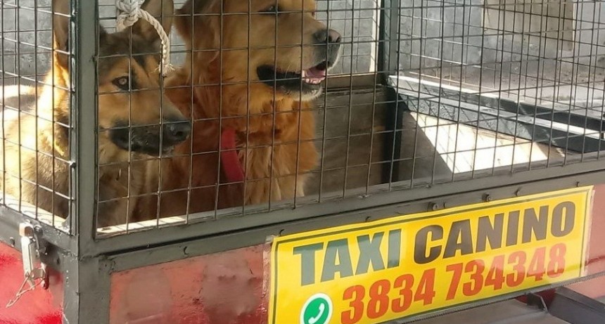 Innovador: por primera vez en Catamarca, ofrecen el servicio de taxis caninos