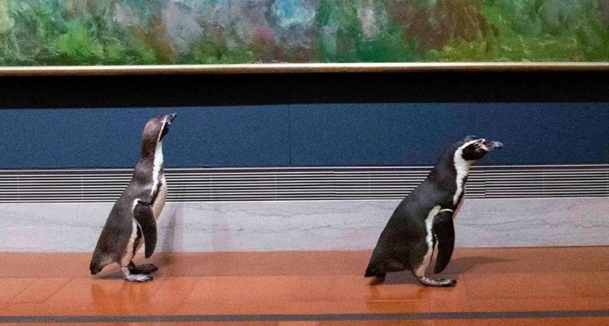 Pingüinos visitaron un museo