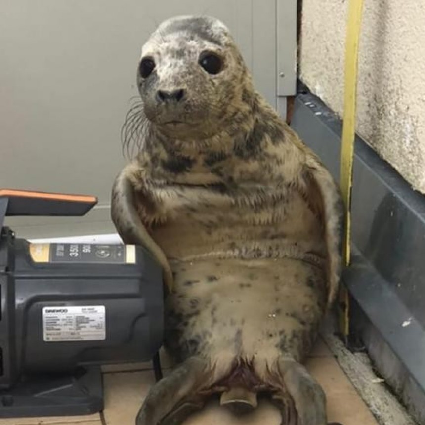  La tierna fuga de una foca bebé que es furor en las redes