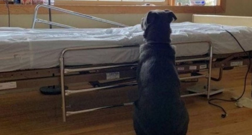 La desgarradora foto del perro que espera a su dueño muerto junto a la cama de un hospital