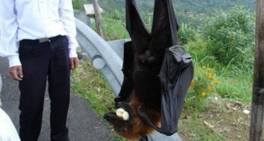 Furor por las fotos de Diadema, el murciélago de tamaño humano