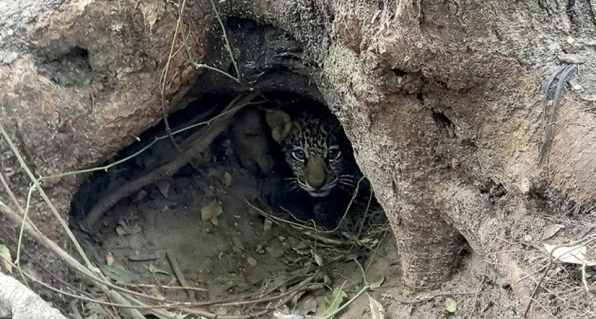 Tras 70 años de extinción, nacieron dos yaguaretés silvestres en los Esteros del Iberá