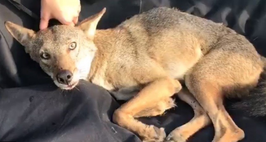 Mujer rescató a un perro herido y esto pasó cuando se dio cuenta de que era un coyote salvaje