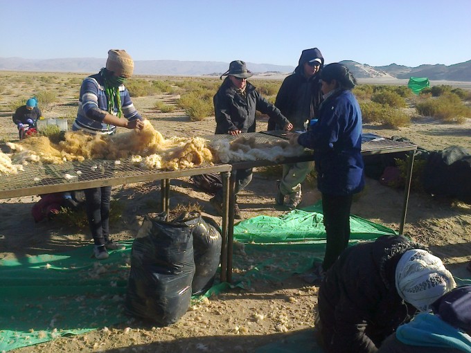 Se realizó la segunda esquila de vicuñas en Laguna Blanca