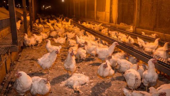 CRESTA ROJA: Las gallinas se comían entre ellas debido al hambre